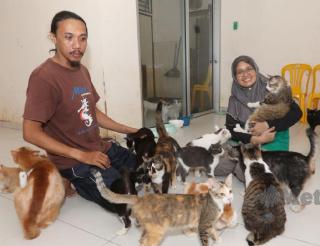 Кошка Хана из Малайзии спасла от пожара хозяев и 65 сородичей